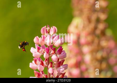 Buff tailed bumble bee (Bombus terrestris) adult flying towards a garden Lupin flower, Norfolk, England, United Kingdom Stock Photo