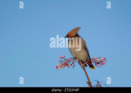 Waxwing (Bombycilla garrulus) adult bird in a berry laiden tree, Suffolk, England, United Kingdom Stock Photo