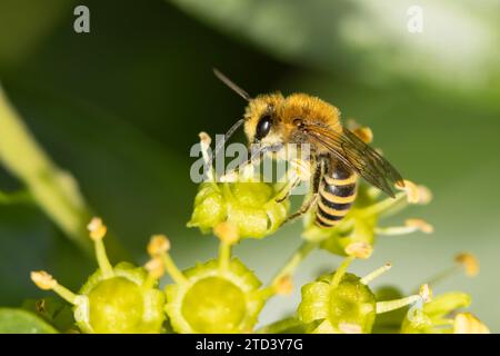 Ivy bee (Colletes hederae) adult feeding on an Ivy (Hedera helix) flower, Suffolk, England, United Kingdom Stock Photo