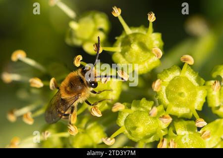 Ivy bee (Colletes hederae) adult feeding on an Ivy (Hedera helix) flower, Suffolk, England, United Kingdom Stock Photo