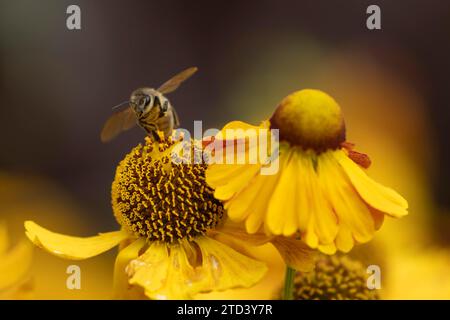 Honey bee (Apis mellifera) taking off in flight from a yellow Helenium flower, Norfolk, England, United Kingdom Stock Photo