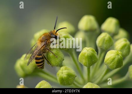 Ivy bee (Colletes hederae) adult feeding on an Ivy (Hedera helix) flower, Suffolk, England, United Kingdom Stock Photo