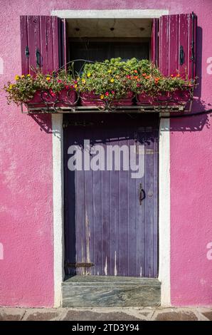 Front door and window with flowers and pink shutters, detail of a house facade, colourful houses on the island of Burano, Venice, Veneto, Italy Stock Photo