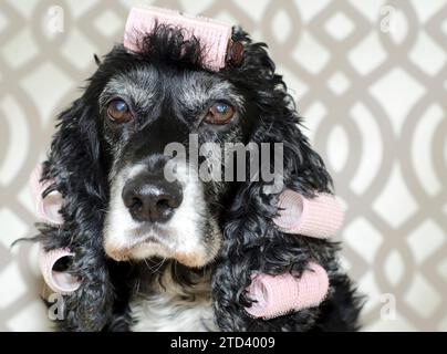 Headshot on a Cute Cocker Spaniel Dog with Pink Curlers in Switzerland Stock Photo