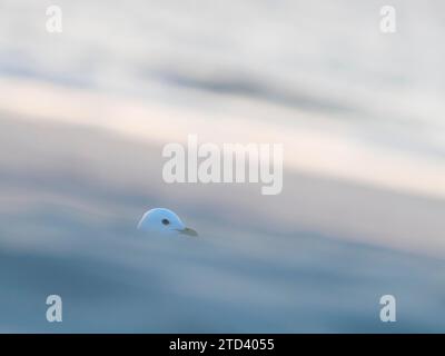 Common gull (Larus canus), Texel Island, Netherlands Stock Photo