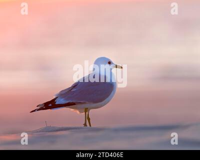 Common gull (Larus canus), Texel Island, Netherlands Stock Photo