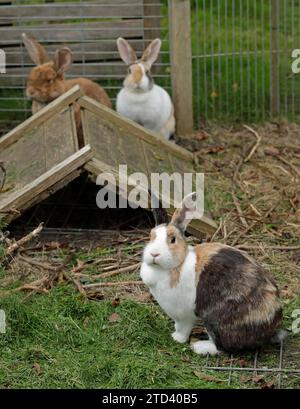 Three rabbits in their enclosure, German Giant, Dutch Rabbit, Kiel, Schleswig-Holstein, Germany Stock Photo