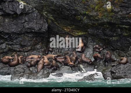 Steller sea lions (Eumetopias jubatus) lying on a rock where the waves from the Pacific Ocean break, Prince William Sound, Alaska Stock Photo