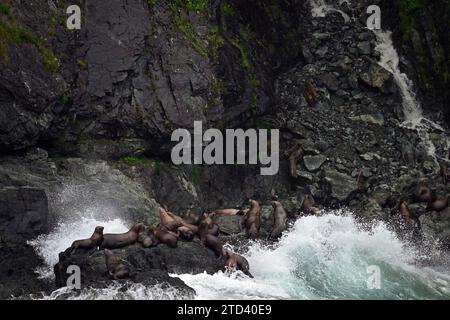 Steller sea lions (Eumetopias jubatus) lying on a rock where the waves from the Pacific Ocean break, Prince William Sound, Alaska Stock Photo