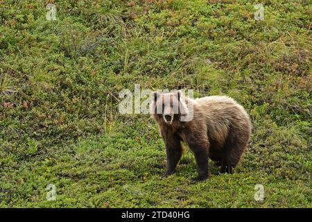 Grizzly bear (Ursus arctos horribilis) standing in the tundra, Denali National Park, Alaska Stock Photo