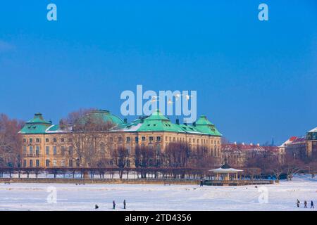 Swans on the Elbe in Dresden Stock Photo