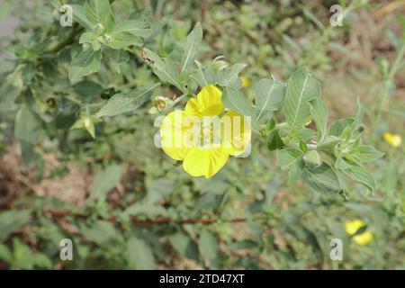 Overhead view of a beautiful four petaled Peruvian primrose willow flower blooms on a twig growing near a paddy field. This densely growing common wee Stock Photo