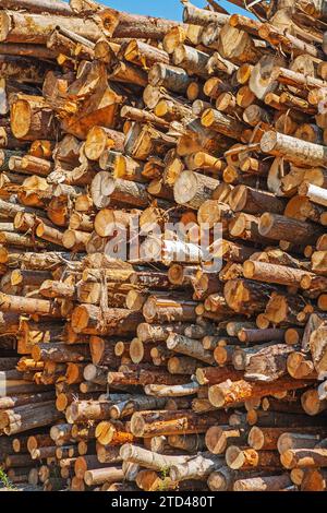 Large pile of felled tree trunks Stock Photo