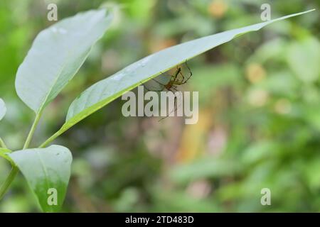 A spiky lynx spider (Oxyopes Shweta) hiding underside of a leaf of a Chinese chaste tree (Vitex Negundo) Stock Photo