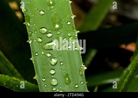 Vivid green aloe vera plant after rain close up Stock Photo