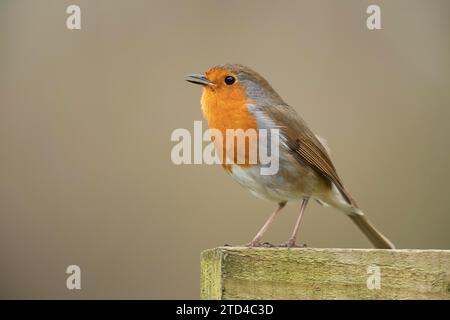 European robin (Erithacus rubecula) adult bird singing on a fence post, Suffolk, England, United Kingdom Stock Photo
