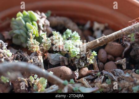 Picture of young echeveria plants growing in the pot at home. Succulent plant on the windowsill. Bright sunlight Stock Photo