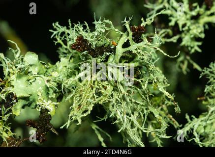 Lichens are a complex mutualistc relationship between fungi and algae. They are often confused with mosses, which they often grow in close association Stock Photo