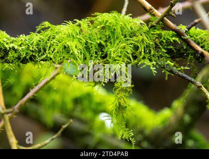 Lichens grow in damp habitat, some prefer to grow as an epiphyte, like this Old Man's Beard. They are hydroscopic and can absorb atmospheric moisture. Stock Photo