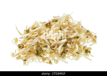 Close up of healthy Bean Sprouts isolated on a white backgrond with copy space Stock Photo