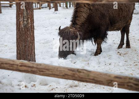 Winter scene.Large brown European bison .Close-up. Serious look. Day. National park. Stock Photo