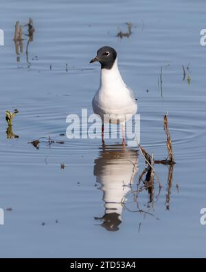 Closeup of Bonaparte's Gull looking for food in shallow water with its reflection Stock Photo