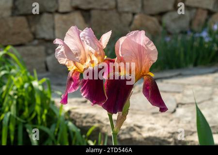 German Iris or Iris germanica, flower Stock Photo
