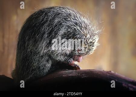 Brazilian Porcupine (Coendou prehensilis) - South american rodent Stock Photo