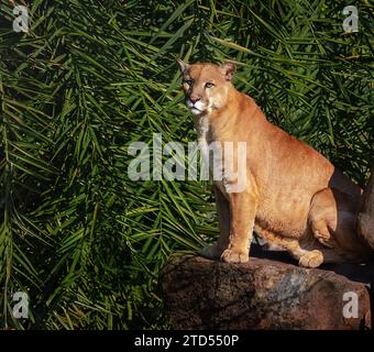 Cougar (Puma concolor) also known as Mountain Lion Stock Photo