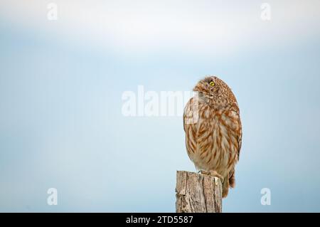 Little Owl (Athene noctua) looking up at the sky on a pole. Stock Photo
