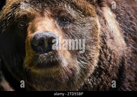 Brown Bear close up (Ursus arctos) Stock Photo