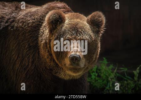 Brown Bear portrait (Ursus arctos) or Grizzly Bear Stock Photo