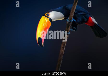 Toco Toucan bird on a blue background (Ramphastos toco) Stock Photo