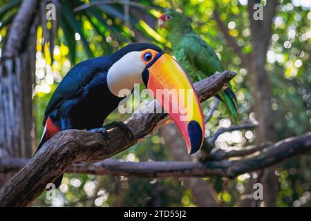 Toco Toucan bird (Ramphastos toco) Stock Photo