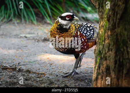 Reeves Pheasant bird (Syrmaticus reevesii) Stock Photo