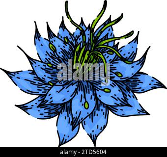 cumin nigella sativa sketch hand drawn vector Stock Vector