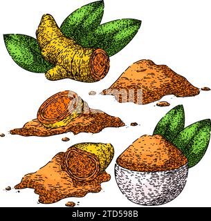 turmeric set sketch hand drawn vector Stock Vector