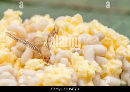 Ants and ant eggs are a common street food in Thailand where Kai Mod ...