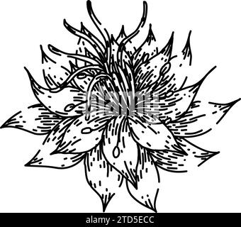 cumin nigella sativa sketch hand drawn vector Stock Vector