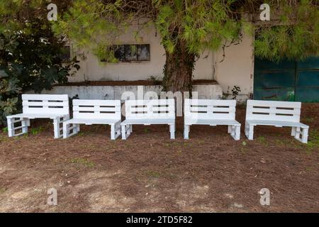 White painted wooden benches made from pallets in the shade of a huge pine tree Stock Photo