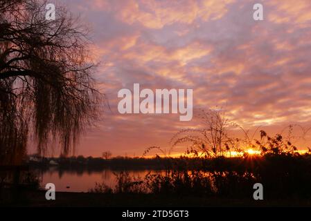 amazing sky with colorful clouds. Silhouette of a weeping willow and pampas grass in front of the water of a lake. Stock Photo