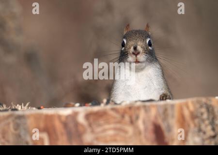 An American red squirrel eats a peanut ona stump where people had been leaving treats for the wildlife at Lynde Shores Conservation Area, Whitby, ON. Stock Photo