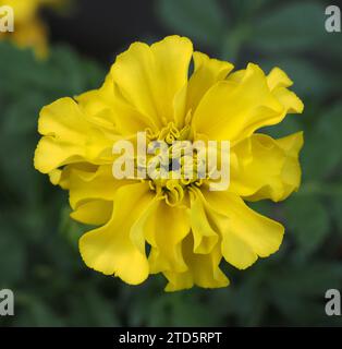 French Marigold Scientific name: Tagetes patula Family: Asteraceae Order: Asterales Kingdom: Plantae Stock Photo