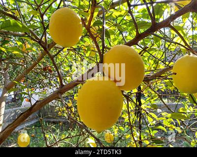 Ripe lemon, juicy and yellow lemons on tree branches in garden. Stock Photo