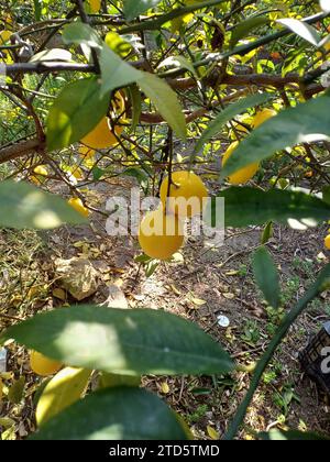 Ripe lemon, juicy and yellow lemons on tree branches in garden. Stock Photo