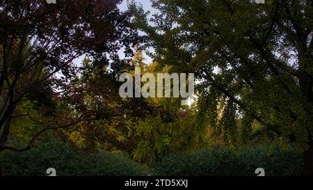 Color changing ginkgo trees in Fragrant Hills Park, Beijing, China. Stock Photo