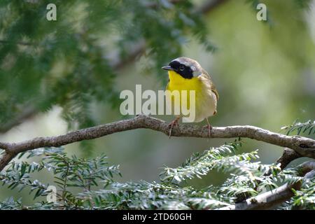 Common Yellowthroat, Geothlypis trichas, male, perched on branch Stock Photo