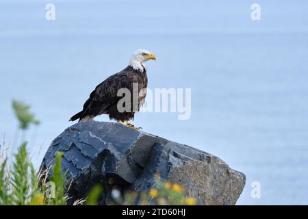 Bald Eagle, Haliaeetus leucocephalus, perched on a rock by ocean Stock Photo