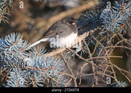 Slate coloured Dark-eyed Junco, Junco hyemalis, perched on a branch of a spruce tree Stock Photo