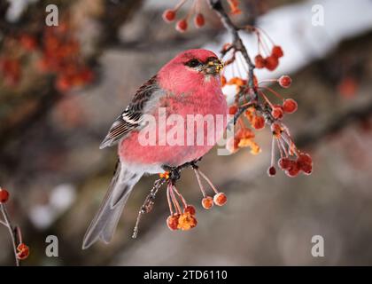 Male Pine Grosbeak,  Pinicola enucleator, eating berries from crab apple tree on a winter's day Stock Photo